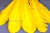 Декоративный Пучок из перьев, перо 23см/желтый - купить в Кисловодске. Цена: 12.19 руб.